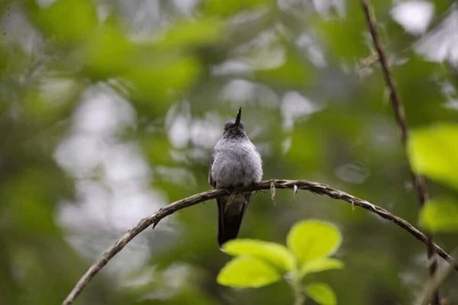 Babonneau/Castries: Rainforest Zip Line, Tram, and Hike Tour - The Aerial Tram: A Calm Start Above the Trees