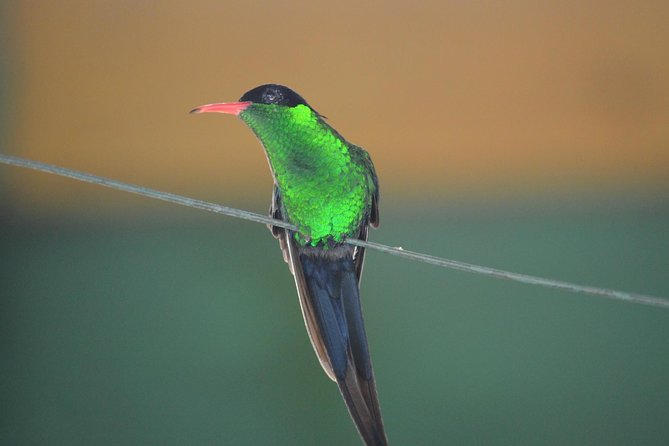 Bird Watching Tour in St Lucia - Key details before you book