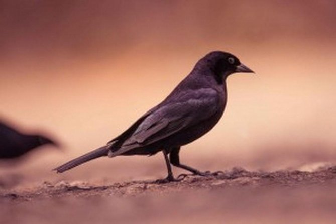 Bird Watching Tour in St Lucia - Starting at 8 a.m. from your hotel or port