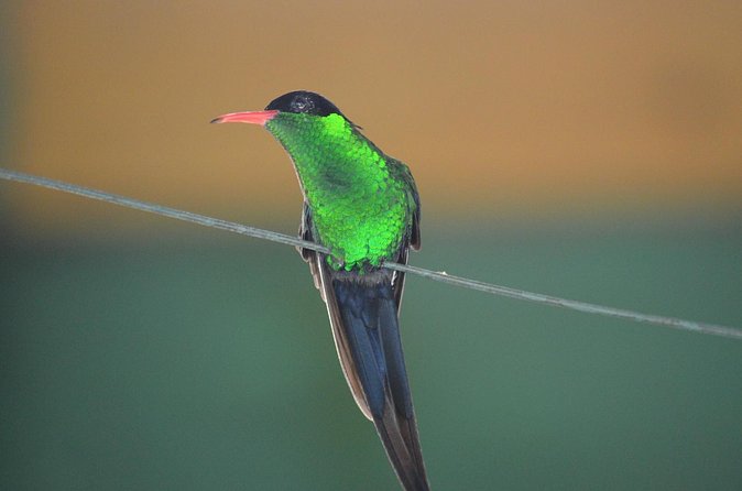 Bird Watching Tour in St Lucia - How the $115 price measures up