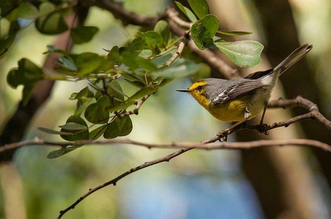 Bird Watching Tour in St Lucia - Booking, cancellations, and practical planning