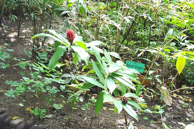 Bird Watching Tour in St Lucia - Should you book the St. Lucia birdwatching tour?
