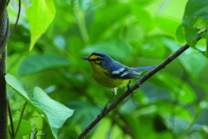 Bird Watching Tour in St Lucia - Looking for St. Lucia’s native and visiting birds