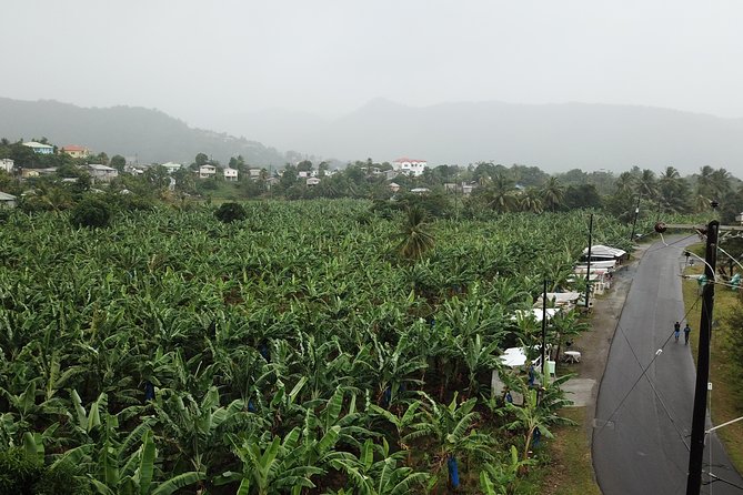 Cruise Excursions in St. Lucia - Rum tasting, local beer, and simple refreshments