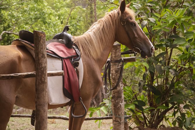 East Coast Horseback Riding & Waterfall Excursion - What to bring and how to prepare