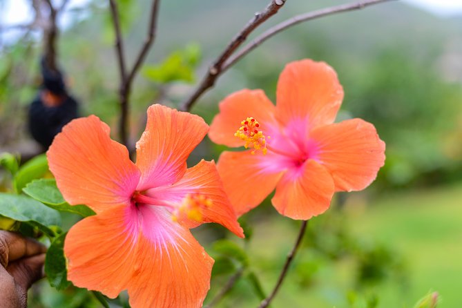 Essence of St Lucia Heritage Experience - Tropical fruit, sweets, local dishes, and rum