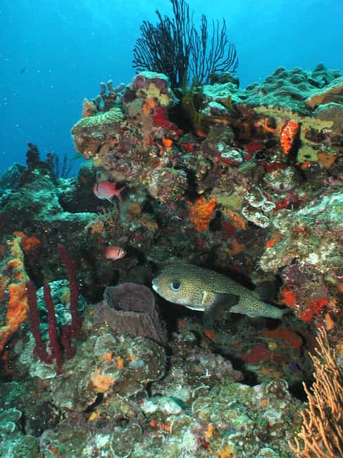 From Castries: St. Lucia Scuba Diving Excursion - Key things to know before you book