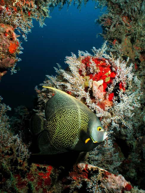 From Castries: St. Lucia Scuba Diving Excursion - Why St. Lucia’s west coast works so well underwater