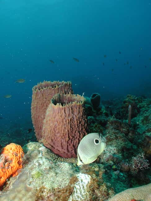 From Castries: St. Lucia Scuba Diving Excursion - What the two tank schedule means for you