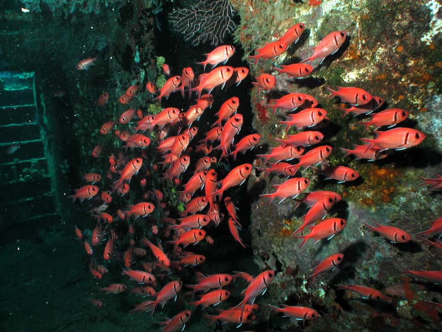 From Castries: St. Lucia Scuba Diving Excursion - Night and beach options change the mood