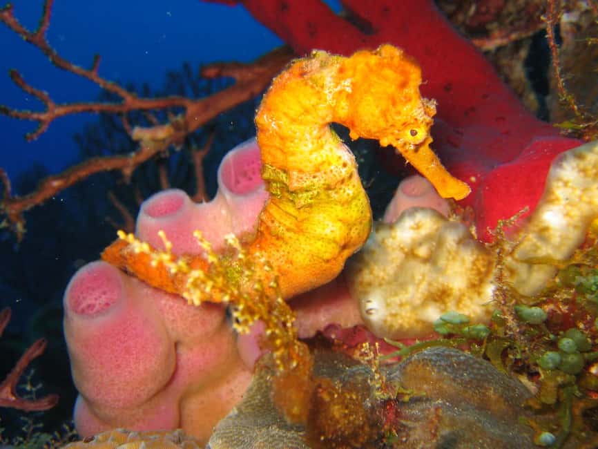 From Castries: St. Lucia Scuba Diving Excursion - Supervision protects the reserve and the participant