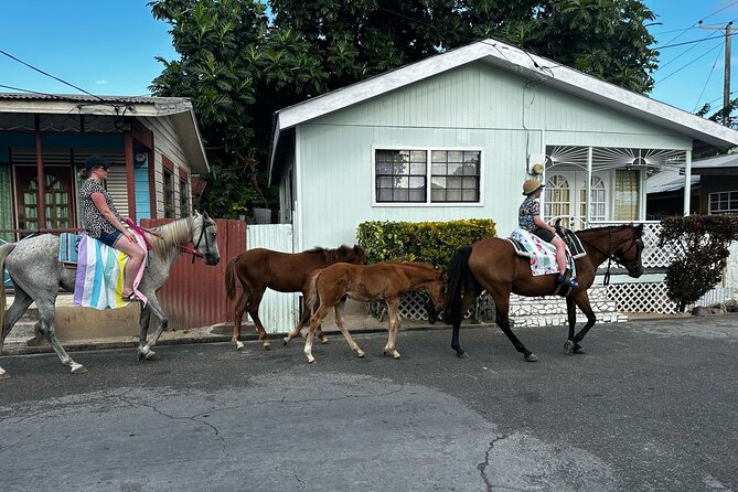 Gros Islet Village Horseback Riding run with Dore's riding Stable - Swimming with the horses in the sea