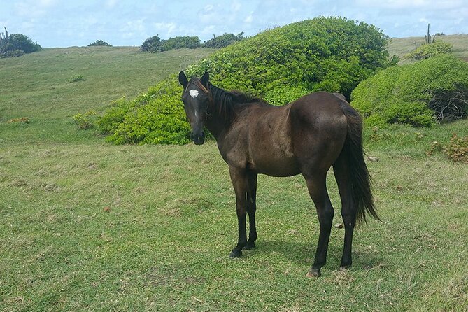 Horseback Riding Adventure Tour in St. Lucia - Getting comfortable before the ride begins