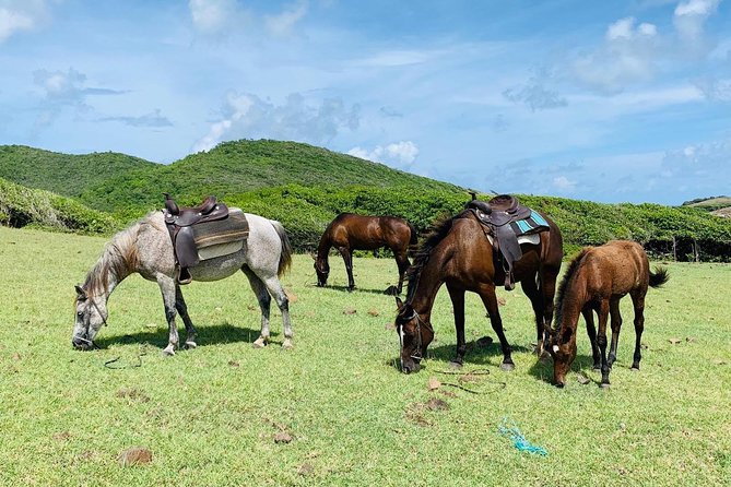 Private Advanced Horseback Beach Ride with Sandy Hoofs St. Lucia - Horses, tack, and the welfare question