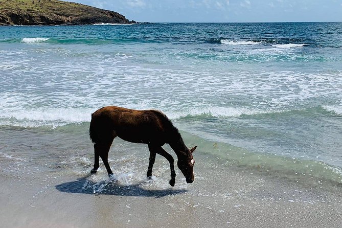 Private Beach Horseback Ride with Sandy Hoofs St. Lucia - Who will enjoy this St. Lucia ride most