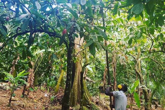 Private Chocolate Making Class - Starting at Fond Doux Eco Resort