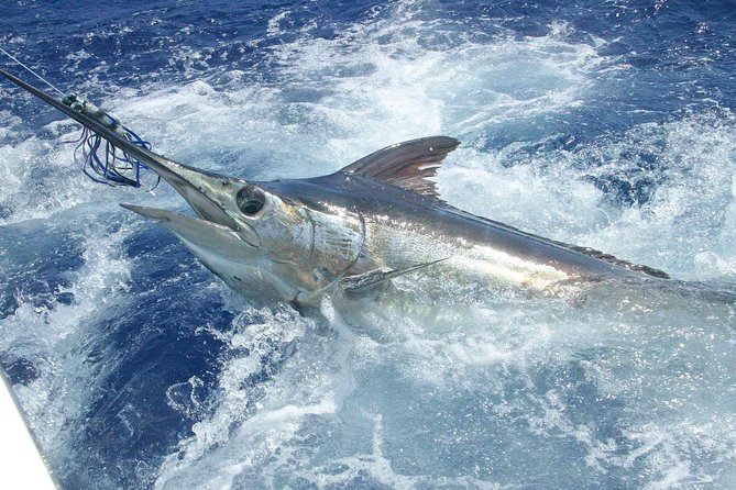 Private Fishing in St Lucia Charters - Targeting marlin, wahoo, tuna, and dorado