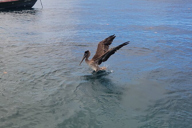 Private Full Day Snorkel Soufriere Charter - The crew makes the difference