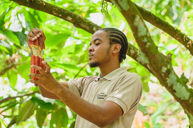 Project Chocolat Tree to Bar Tour at Hotel Chocolat Saint Lucia - Why the rainforest walk matters