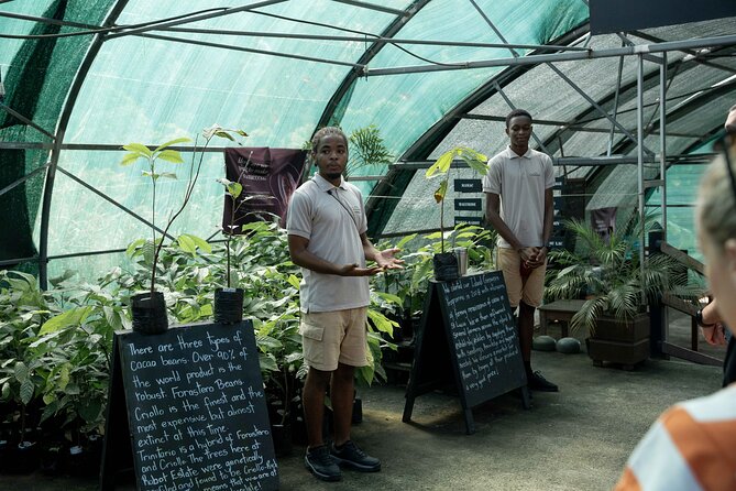 Project Chocolat Tree to Bar Tour at Hotel Chocolat Saint Lucia - Lunch with a local and cacao-focused menu