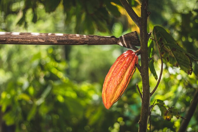 Project Chocolat Tree to Bar Tour at Hotel Chocolat Saint Lucia - Views over St. Lucia’s UNESCO World Heritage Site