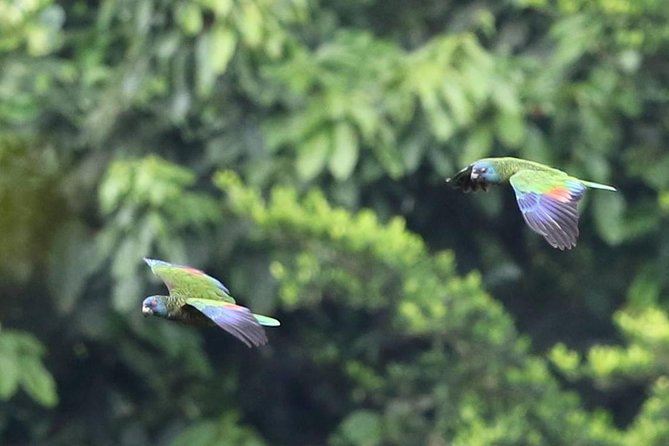 Rain forest and Bird watching - Key points to know before you book