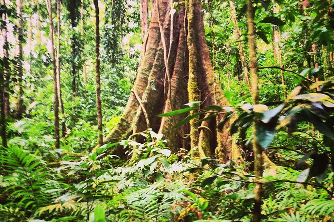 Rain forest and Bird watching - Into St. Lucia’s primary rainforest