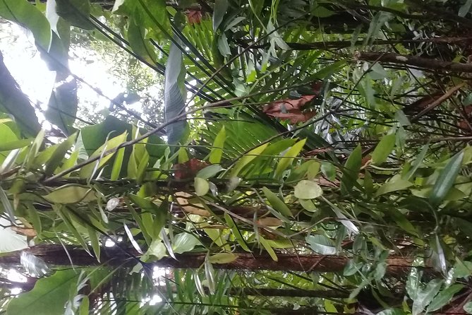 Rain forest and Bird watching - The St. Lucia parrot and the pleasures of slow looking