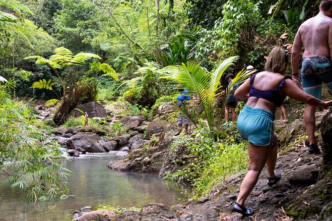 Rainforest Hike and Waterfall Safari - A rainforest morning from Gros Islet
