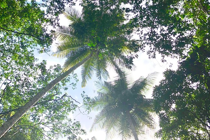 Rainforest Hike and Waterfall Safari - What the guides add to the experience