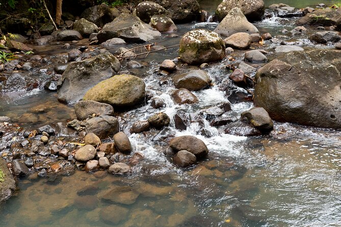 Rainforest Hike and Waterfall Safari - Who should book this rainforest safari?