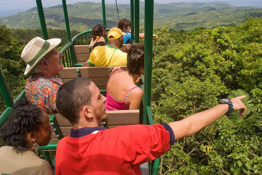 Saint Lucia: Aerial Tram Tour at Rainforest Adventures - The fern trail brings you down to forest level
