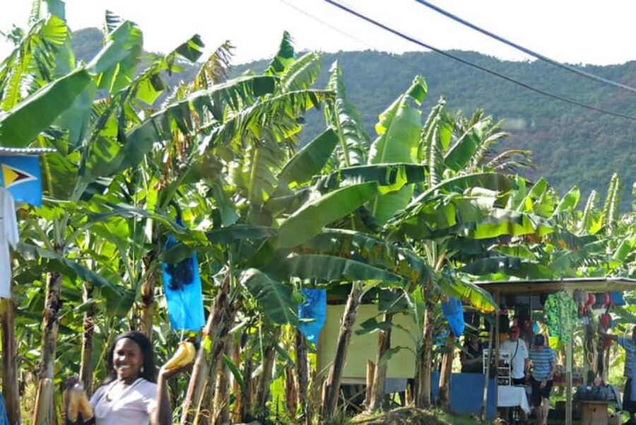 Saint Lucia Island Tour All Inclusive With Lunch - Anse La Raye and Canaries: the human side of the coast