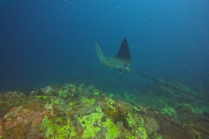 Snorkeling at Pigeon Island - How the safety briefing helps beginners