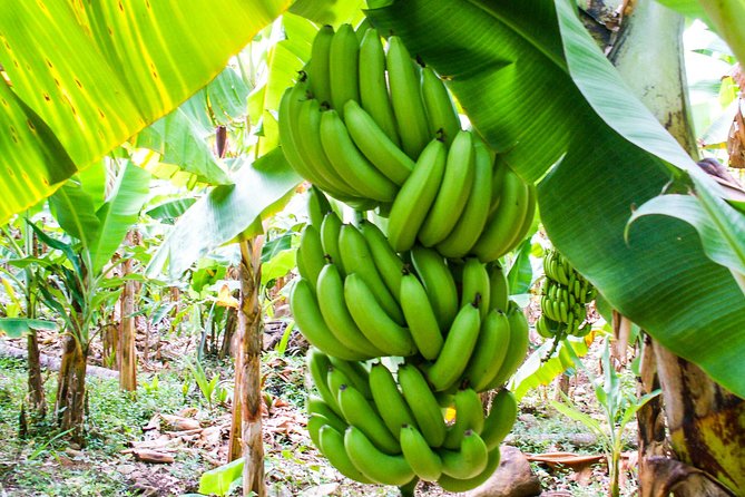 Soufriere Island Delight - Guides who make the difference