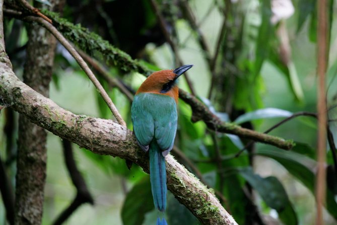 St. Lucia Aerial Tram Tour at Rainforest Adventures - Is $85 a fair price?