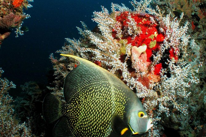 St Lucia Certified Scuba Diving Tour - Key points worth knowing