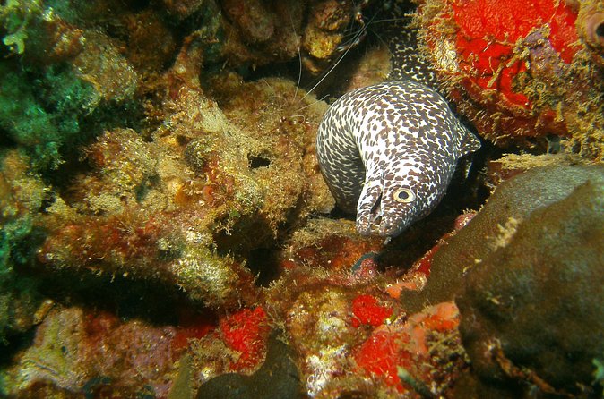 St Lucia Certified Scuba Diving Tour - What the five-hour schedule looks like