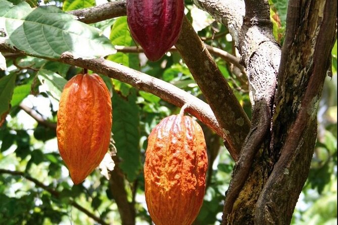 St Lucia Chocolate Making Marigot Bay & Souvenir Shopping - The 45-minute Cacoa Sainte-Lucie workshop