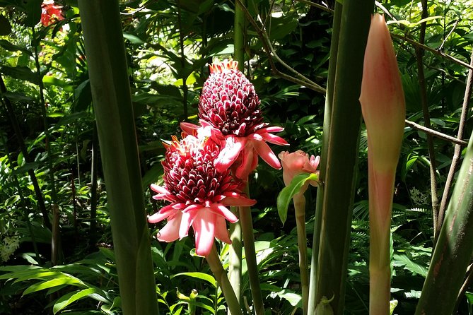 St Lucia Diamond Mineral and Mud Baths Plus Waterfall Adventure - Creole lunch in an old mill