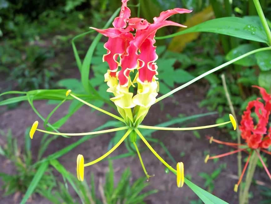 St. Lucia: Drive-in Volcano, Waterfall and Garden Day Trip - Why the volcano is the right place to start