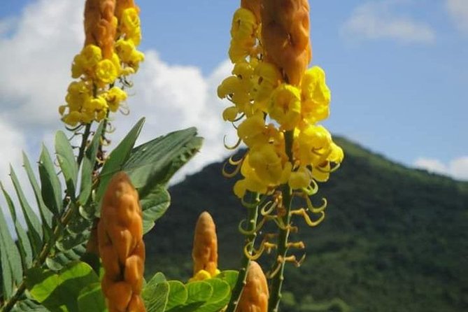 St Lucia Northern Island Tour - Why the northern route makes sense