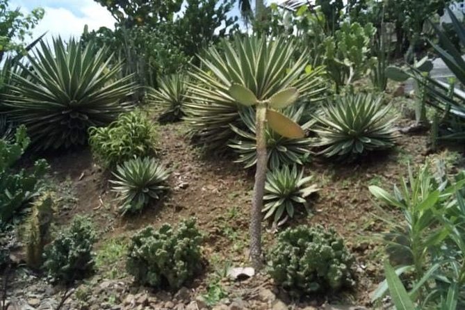 St Lucia Northern Island Tour - What $125 buys you