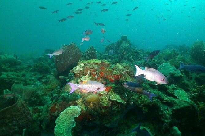 St Lucia Snorkeling Tour with Lunch - The second stop may offer a different view