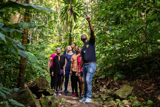 St Lucia Ultimate 3: Aerial Tram, Zipline and Hiking at Rainforest Adventures - Who will enjoy this excursion most