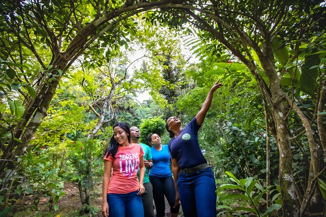 St. Lucia Zip line, Aerial Tram and Hiking tour Ultimate 3 - The Ride Down and a Short Finish