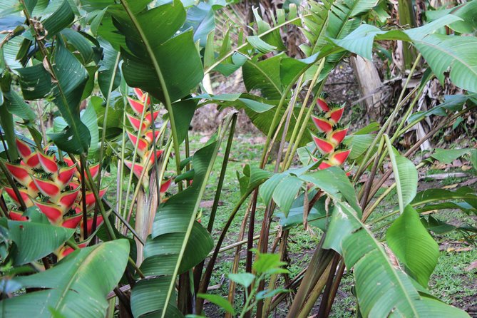 The Best of Saint Lucia Tour - The drive is part of the experience