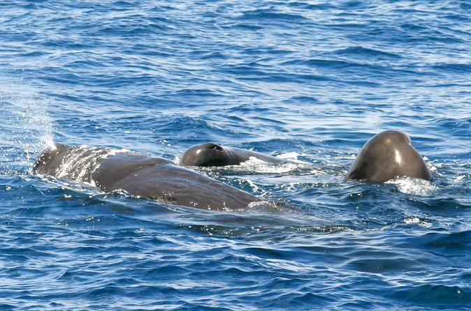 Whale and Dolphin Watching Cruise in St Lucia - How Much Value You Get for $65