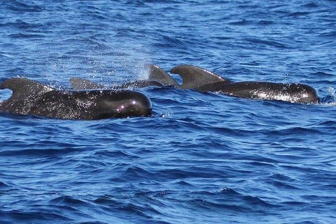Whale and Dolphin Watching Cruise in St Lucia - Watching for Whales, Dolphins, and Flying Fish