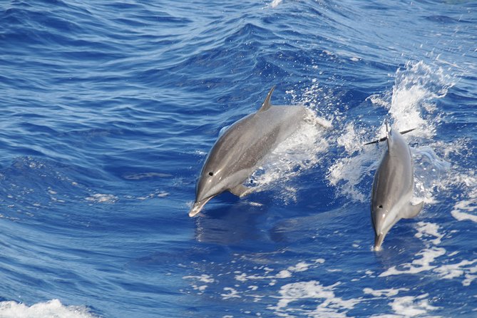 Whale Watching and Dolphin Spotting Cruise - The first hour is scenic, but patience pays
